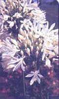 Агапантус (Африканская лилия) - Agapanthus