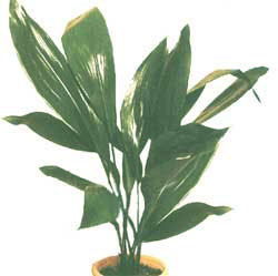 Аспидистра (Чугунное растение) - Aspidistra