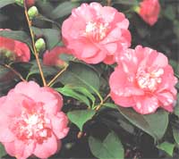 Камелия - Camellia