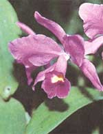 Каттлея Боуринга - Cattleya bowringiana 