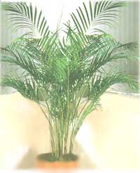 Хризалидокарпус (Арека) - Chrysalidocarpus (Areca)