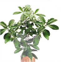Коринокарпус - Corynocarpus