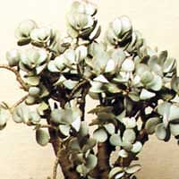 Толстянка древовидная - crassula arborescens