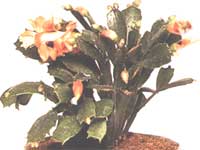 Уход за растением шлумбергера (зигокактус) / schlumbergera (zygocactus)