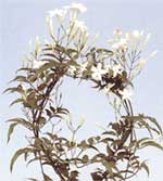 Жасмин многоцветковый Jasminum polyanthum 