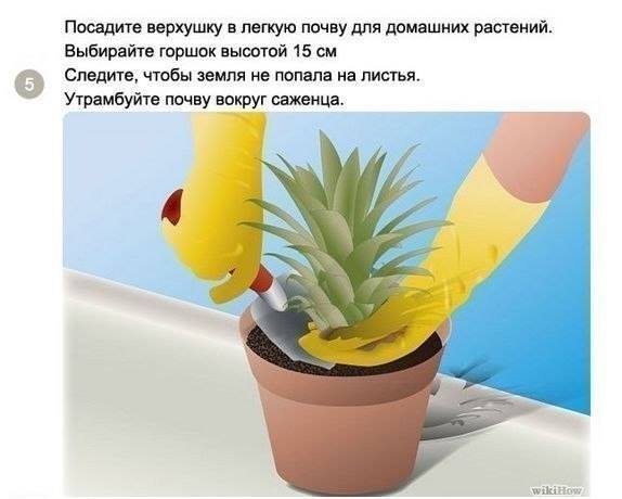 Как посадить и вырастить ананас дома