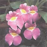 Уход за растением орхидеи (орхидные) - orchidaceae