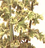 Пеларгония курчавая - Pelargonium crispum 