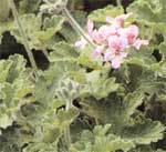 Пеларгония душистая либо сильнопахнущая - Pelargonium graveolens 