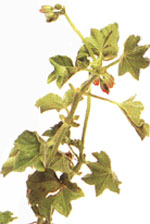 Пеларгония щитовидная - Pelargonium peltatum
