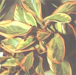 Пеперомия клузиелистная - Peperomia clusiaefolia