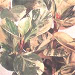 Пеперомия магнолиелистная - Peperomia magnoliaefolia 