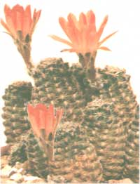 Ребуция карликовая - Rebutia pygmaea