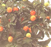 Паслен ложноперечный - Solanum pseudocapsicum 