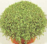 Уход за растением солейролия - soleirolia