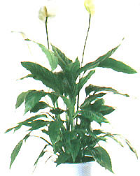 Уход за растением спатифиллум - spatiphyllum