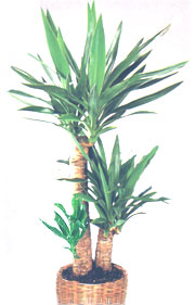 Уход за растением юкка - yucca