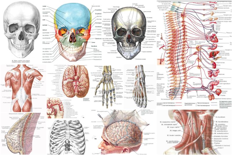Атлас анатомии человека Синельникова, Строение тела человека онлайн
