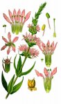 Дербенник иволистный – Lythrum salicaria L. - иллюстрация