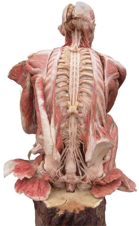 М'язові системи muscular-system113.jpg