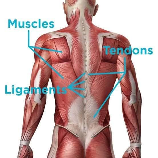 М'язові системи muscular-system118.jpg