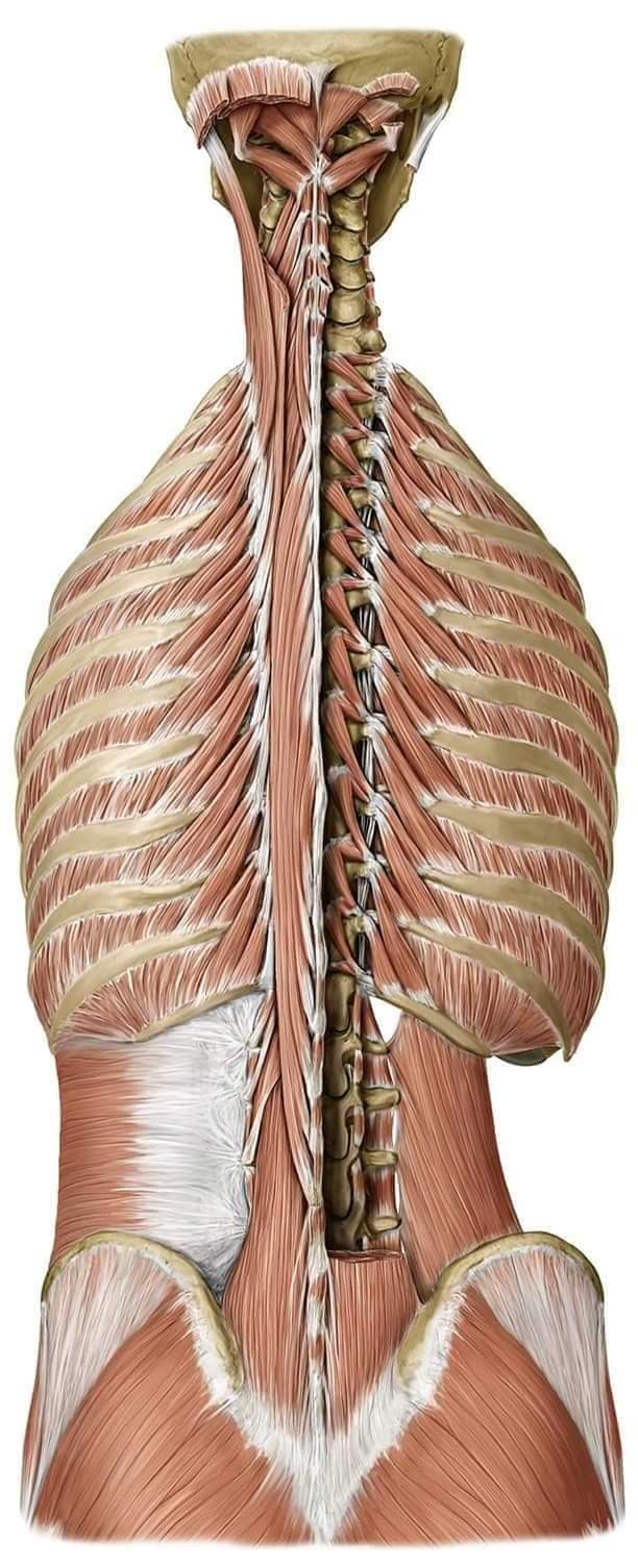 М'язові системи muscular-system17.jpg