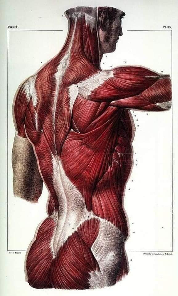 М'язові системи muscular-system35.jpg