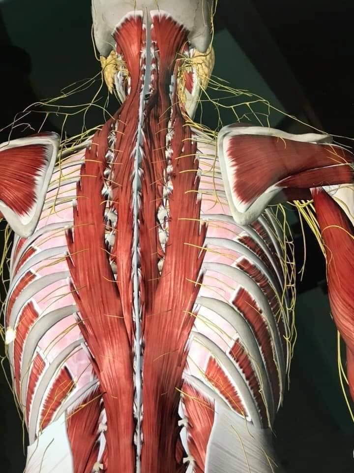 М'язові системи muscular-system4.jpg