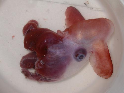 800px-Grimpoteuthis_discoveryi.jpg